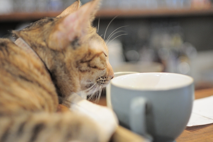 simple-coffee-the-lovely-cat