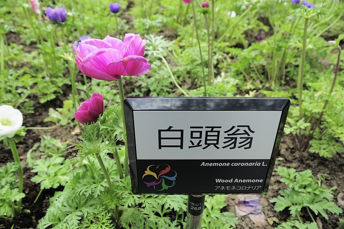 taipei-flora-expo-yuanshan