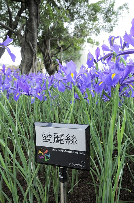 taipei-flora-expo-yuanshan