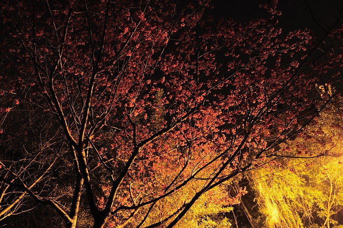 night-scenes-chaozong-park