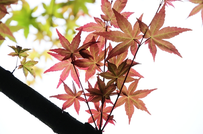 taipei-auwanta-maple-leaves