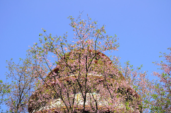 2012-danshui -sakura