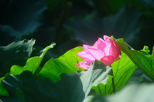 lotus-taipei-botanical-garden