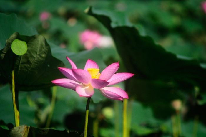 lotus-taipei-botanical-garden