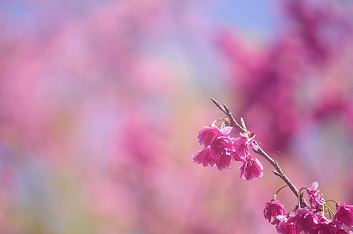 陽明山-淡水-櫻花